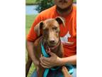 Adopt Ron a Mountain Cur, Feist