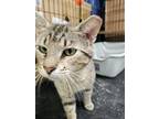 Adopt Briar a Domestic Short Hair