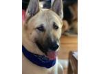 Adopt Kaito a Akita