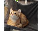 Adopt Frankie a Domestic Short Hair