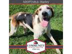 Adopt Harley a Mixed Breed