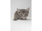 Adopt Scarab a Domestic Short Hair