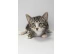 Adopt Tamale a Domestic Short Hair