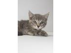 Adopt Junebug a Domestic Short Hair