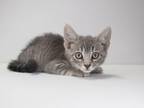 Adopt Firefly a Domestic Short Hair