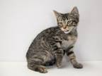Adopt Burrito a Domestic Short Hair