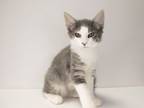 Adopt Niall a Domestic Medium Hair