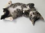 Adopt Chimi a Domestic Short Hair