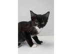 Adopt Taco a Domestic Short Hair
