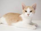 Adopt Flicker a Domestic Medium Hair