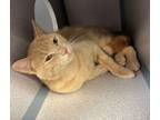 Adopt Take 5 a Domestic Short Hair