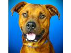 Adopt Baxter a Rhodesian Ridgeback, Mixed Breed