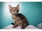 Adopt Blueberry (in Foster) a Domestic Short Hair