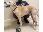 Adopt Flapjack a Collie, Mixed Breed