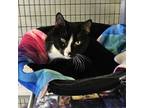 Adopt Gus a American Shorthair, Manx