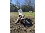 Adopt Flap Jack a Pit Bull Terrier
