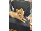 Adopt Pom a Pomeranian