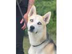 Adopt Aztec a Husky