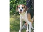 Adopt Banjo a Beagle, Mixed Breed
