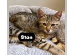 Adopt Stan a Domestic Short Hair