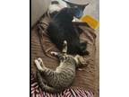 Adopt Ross a Domestic Short Hair