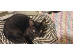 Adopt Bing a Domestic Short Hair