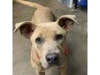Adopt Hutch a Pit Bull Terrier, Mixed Breed