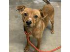 Adopt Starsky a Dachshund, Mixed Breed