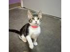 Adopt Latte a Domestic Short Hair