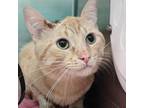 Adopt August a Domestic Short Hair