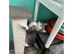 Adopt Cappuccino a Domestic Short Hair