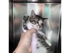 Adopt Cold Brew a Domestic Short Hair