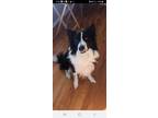 Adopt Brody- Courtesy Listing a Australian Shepherd