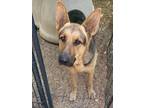 Adopt Master a German Shepherd Dog