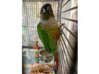 Adopt Pickles a Conure