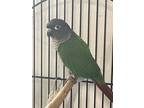 Adopt Chuey a Conure