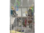 Adopt Booboo a Cockatiel