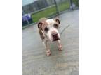 Adopt Stryker a Pit Bull Terrier, Hound