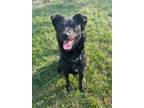Adopt Dudley a Mixed Breed