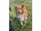 Adopt Frankie a Mixed Breed