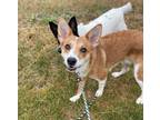 Adopt Roo a Mixed Breed