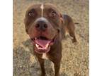 Adopt Pierre a Terrier