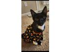 Adopt Poppity24 a Domestic Short Hair