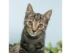 Adopt Harris a Domestic Short Hair