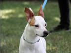 Adopt Jagger a Feist