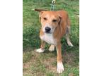 Adopt Cooper a Catahoula Leopard Dog