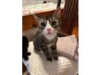 Adopt Bajan a Domestic Short Hair