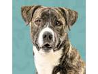 Adopt Firulais a Pit Bull Terrier