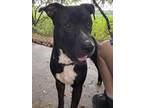 Adopt Ash a Pit Bull Terrier, Mixed Breed