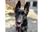 Adopt Bruno a Mixed Breed